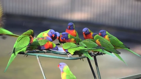 Wild rainbow lorikeets at a feeding table, Queensland, Australia. Stock Footage 135567644