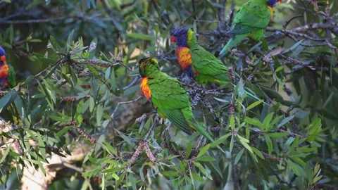 Wild rainbow lorikeets in a tree on the Gold Coast in Queensland, Australia. Stock Footage 135959801
