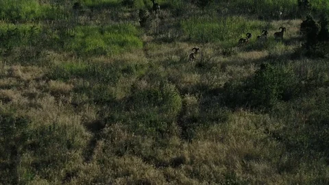 Wild rams jump along paths in a forest in southern Russia Video stock 114185909