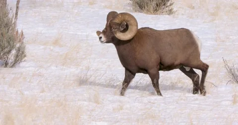 Wild Rams Roaming Through Winter Wonderland 스톡 동영상 240012298