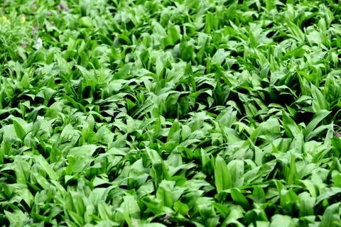 Wild ramson leaves background. Stock Photos