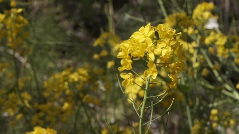 Wild Rape Seed Flowers Stock Footage 107185631