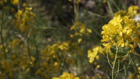 Wild Rape Seed Flowers Stock Footage 107186213