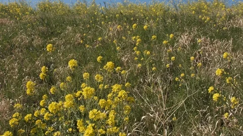 Wild Rape Seed Flowers Stock Footage 107186441
