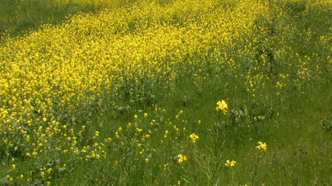 Wild Rapeseed Flowers Video stock 332813213