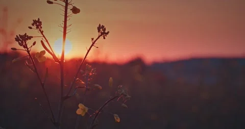 Wild rapeseed stems at low angle against orange sunset glow and hill, nature vi Stock Footage 341150777