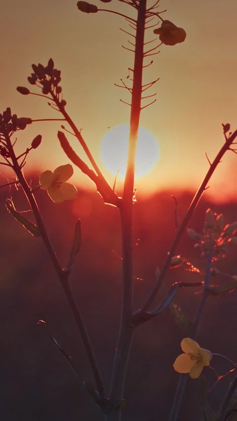 Wild rapeseed stems at low angle against orange sunset glow and hill, nature Stock Footage 341363312