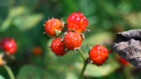 Wild raspberries Stock Footage 53860810