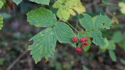 Wild raspberries  스톡 동영상 117823796