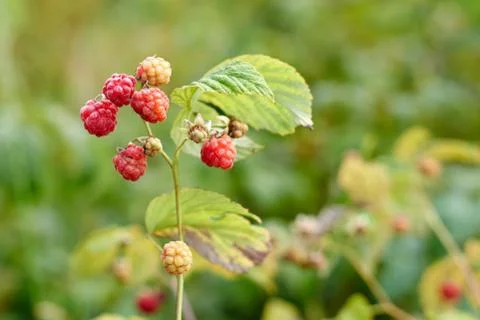 Wild Raspberries Stock Photos