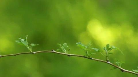 Wild raspberry branch Stock Footage 10573063