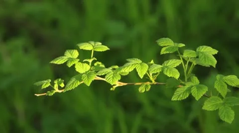 Wild raspberry branch Stock Footage 10577738