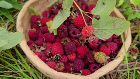 Wild raspberry branch hanging over a hand-woven straw bowl. Stock Footage 341745572