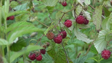Wild raspberry bush with  berry and wind 스톡 동영상 40416545
