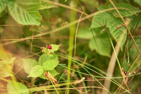 Wild raspberry bush in the field Stock Photos