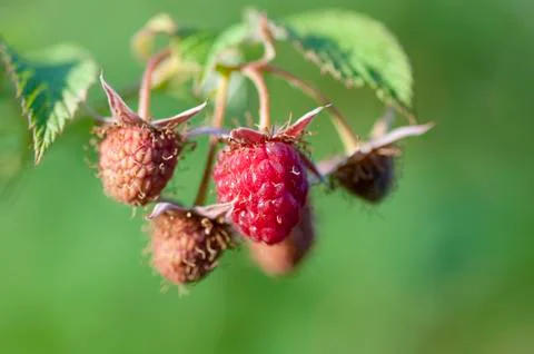 Wild raspberry on bush Stock Photos