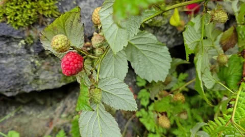 Wild raspberry bushes after rain in Norway. 库存影片 341355346