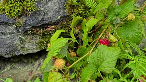 Wild raspberry bushes after summer rain in Norway. 库存影片 341355373