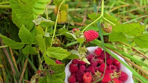 Wild raspberry bushes after summer rain in Norway. Stock Footage 341745286