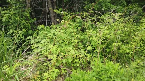 Wild raspberry bushes growing in the wild - 4K Stock Footage 132589002