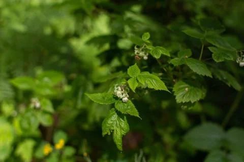Wild raspberry flower in the forest Stock Photos