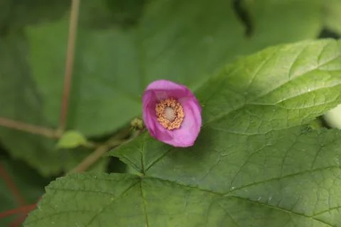 Wild raspberry flower. Stock Photos