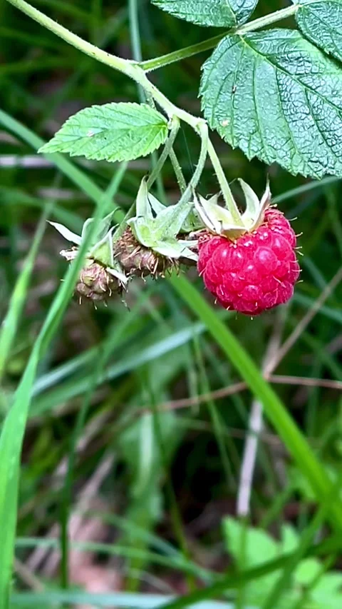 Wild Raspberry Stock Footage 313381396