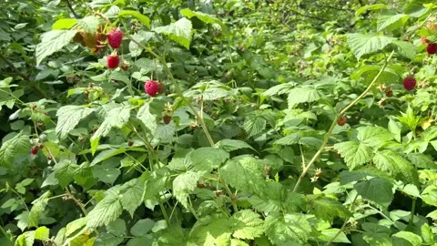 Wild raspberry in the forest. Stock Footage 202189330