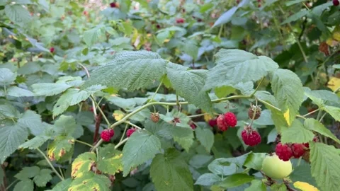 Wild raspberry in the garden. Stock Footage 202189333