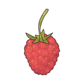 Wild Raspberry illustration Stock Illustration