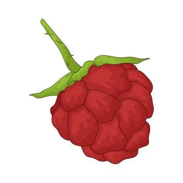 Wild Raspberry illustration Stock Illustration