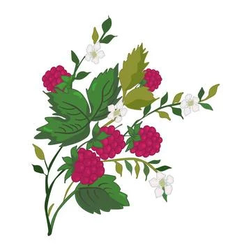 Wild raspberry isolated on white background. Raspberry berries. Stock Illustration