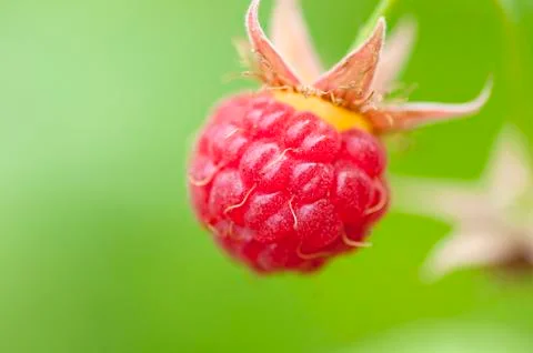 Wild raspberry Stock Photos