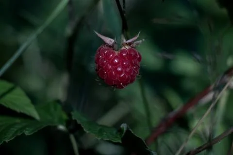 Wild raspberry Stock Photos