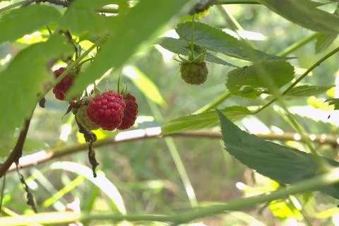 Wild raspberry red berries, still green and already ripe on one stem Stock Photos