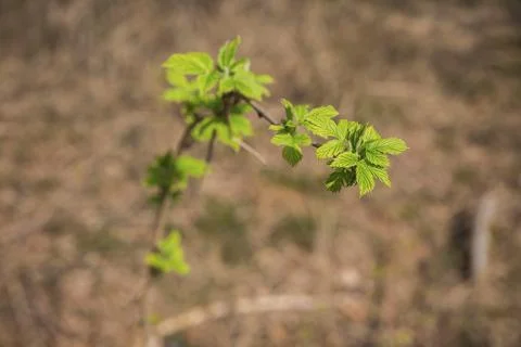Wild raspberry sprout in the forest. Space for text Stock Photos