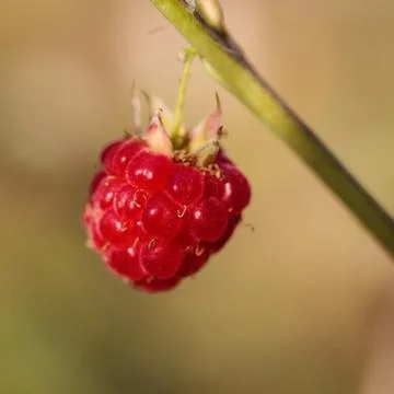 Wild raspberry in the summer forest Foto stock