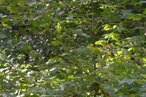 Wild raspberry thickly shrubs, with berries, slowly ripen in the summer for.. Stock Photos