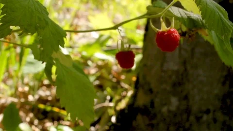 Wild raspberry under forest in a sunny day Stock Footage 112078749