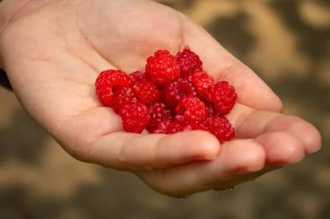 Wild raspberry in the women's hands, forest, red berries 스톡 사진