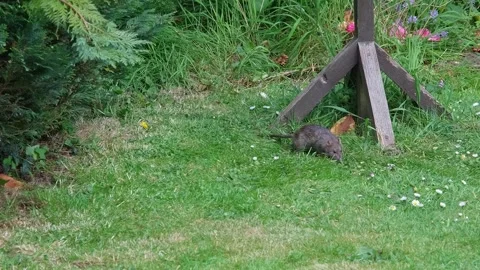Wild rat at a bird table Video stock 308742051