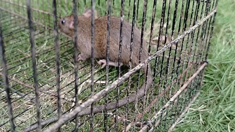 A wild rat caught in a traditional snap trap, illustrating effective rodent pest Stock Footage 341120914