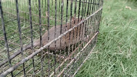 A wild rat caught in a traditional snap trap, illustrating effective rodent pest Stock Footage 341120915