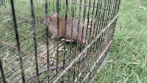 A wild rat caught in a traditional snap trap, illustrating effective rodent pest Stock Footage 341120921