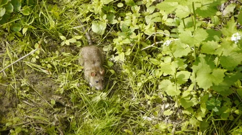 Wild Rat Eating Grass Stock Footage 63841709