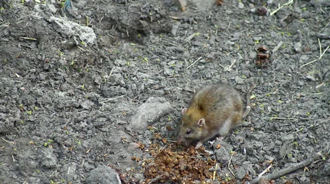 Wild rat Stock Footage 23197985