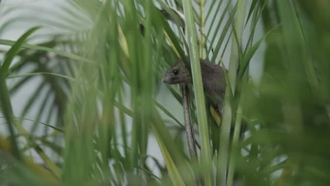 Wild rat in the grass Stock Footage 205598586