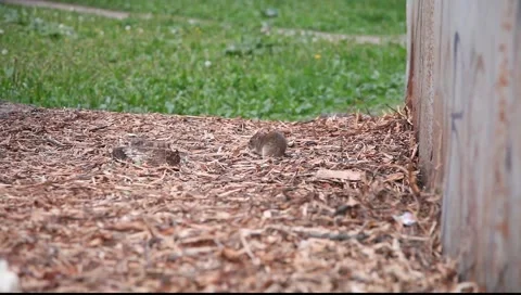 Wild rat on the ground eating something 動画素材 6198619