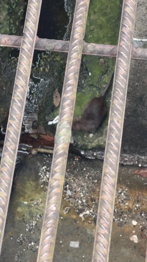Wild Rat Moving Inside Sewer Drain Under Metal Grate Stock Footage 340484578