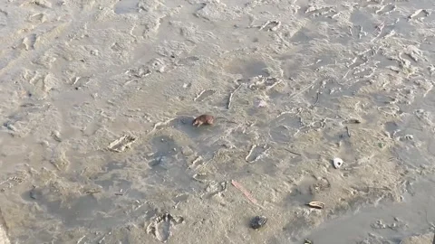 A wild rat in a muddy and polluted ground filled Stock Footage 336674991